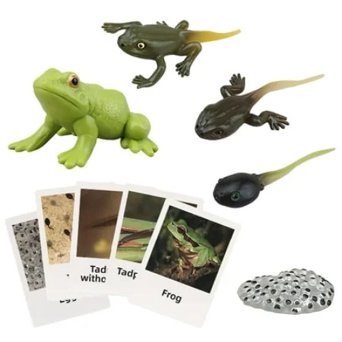 Montessori Frog Life Cycle Kit with Flash Cards, Realistic Plastic Animal Figurines for Ages 3-6