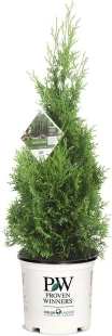 2 Gallon Proven Winners Arborvitae North Pole Shrub