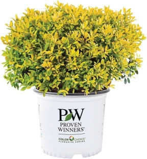 2 Gal. Proven Winners Glow Pop Holly Shrub