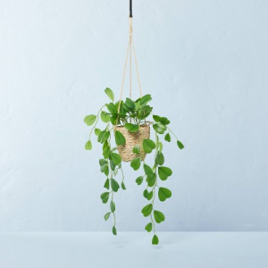 Faux Hoya Leaf Hanging Basket Arrangement - Hearth & Hand™ with Magnolia